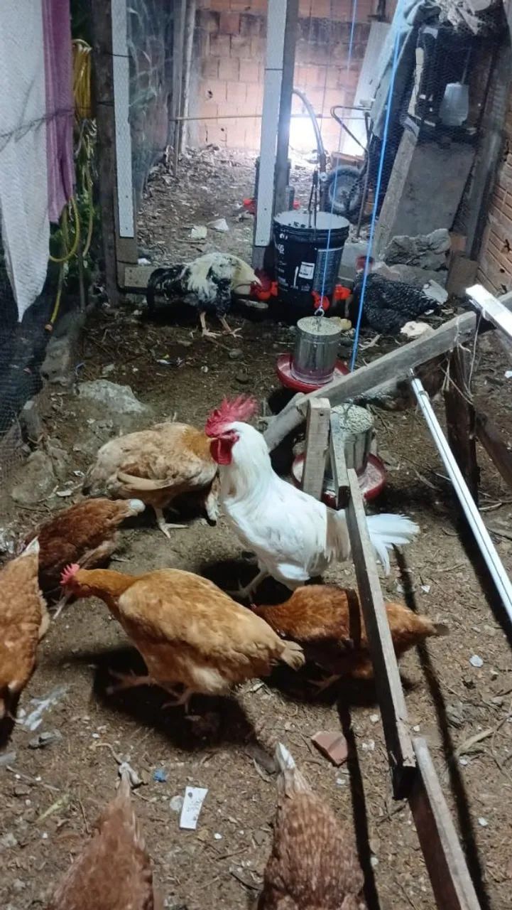 Galinhas caipira  - Foto 4