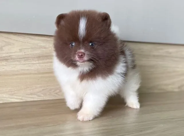 Lindos Ursinhos Chocolates Olhos Verdes Lulu da Pomerânia