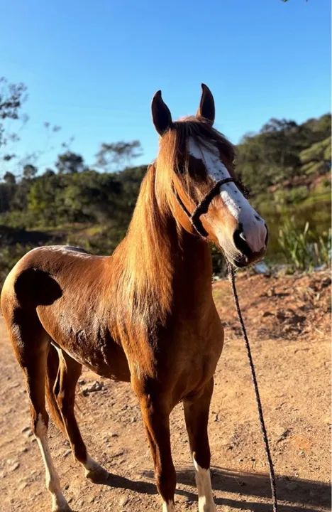 Cavalo Mangalarga Registrado - Foto 4