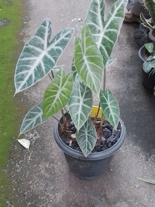 Plantas a partir de R$ 20.00 Cacto e Plantas para sua Casa - Foto 4