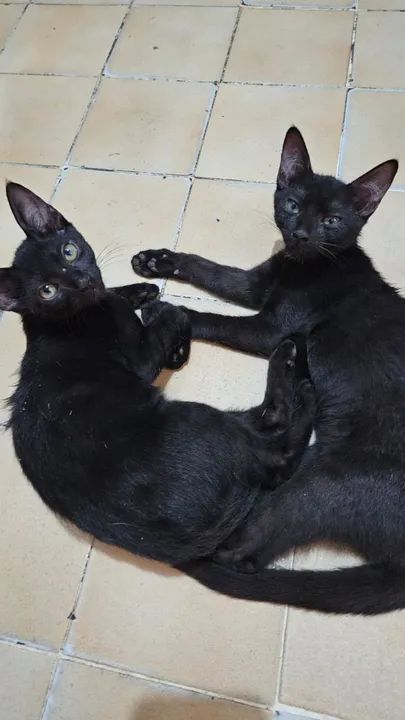 Doação de lindos gatinhos - Foto 6