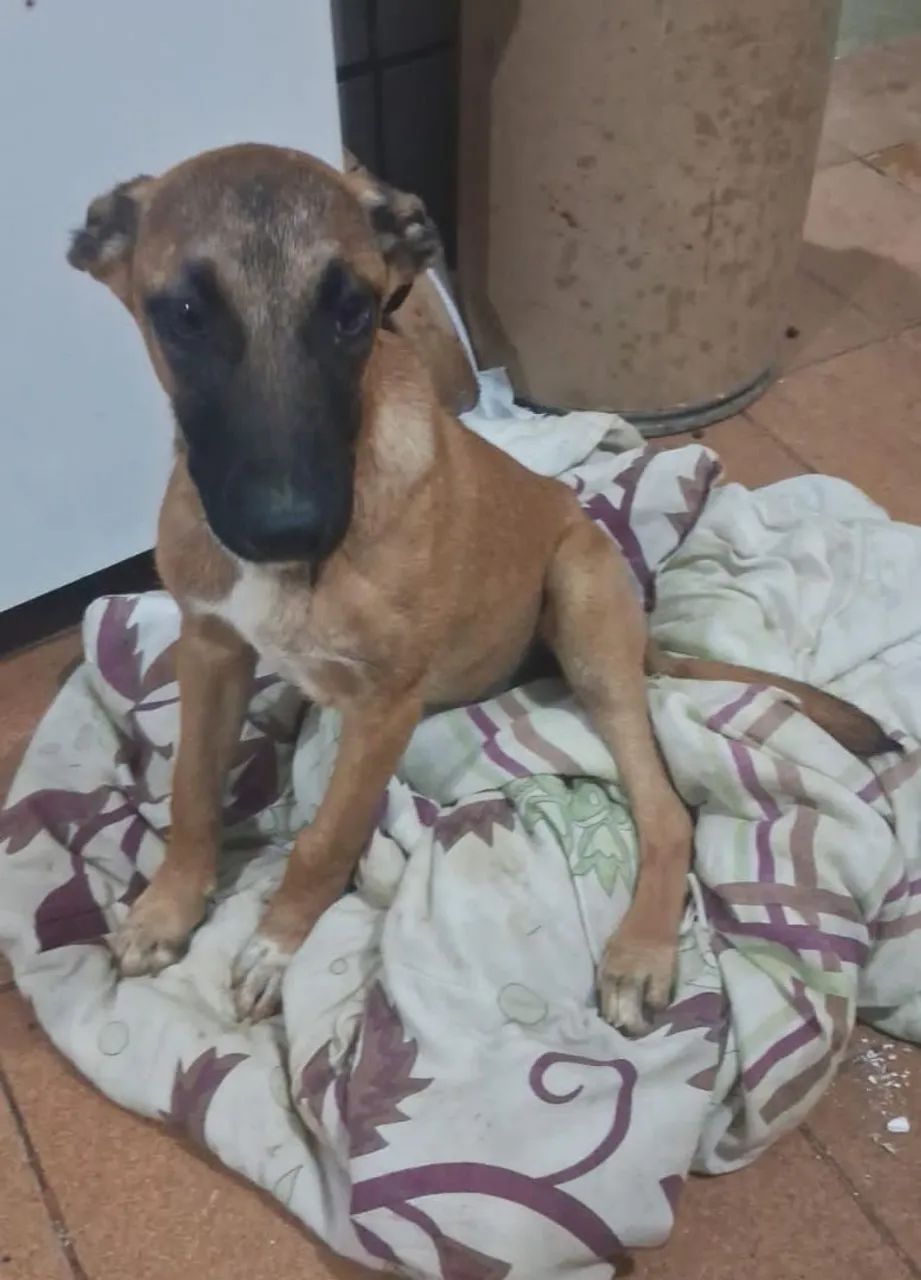 Doação Pitbull com pastor malinois 