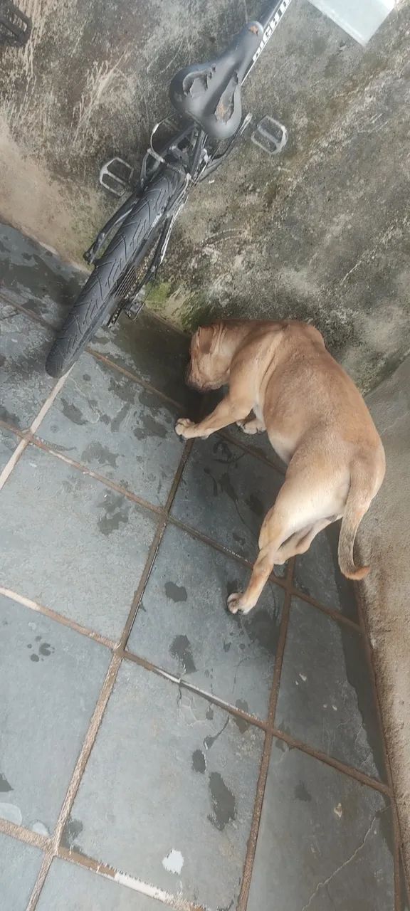 Cachorro American bully