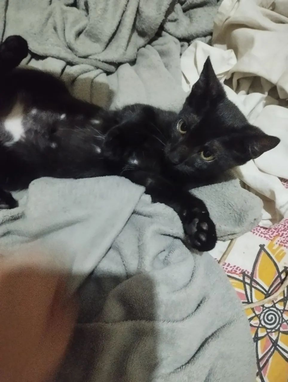 Gatinha preta linda para adoção - Foto 2