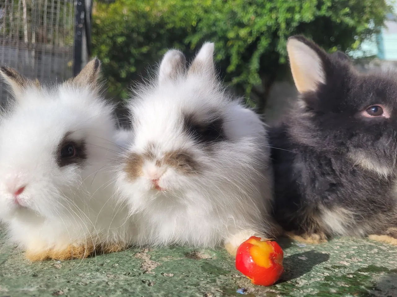 Filhotes de coelho mini angora inglês disponíveis. 