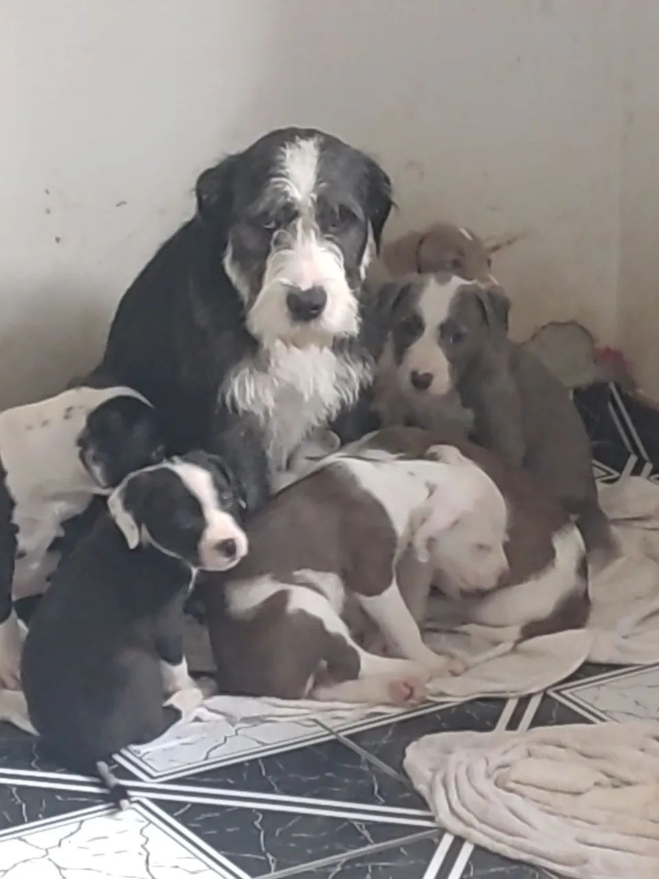 Doa se filhotes mestiço Pitbulls Red Nose