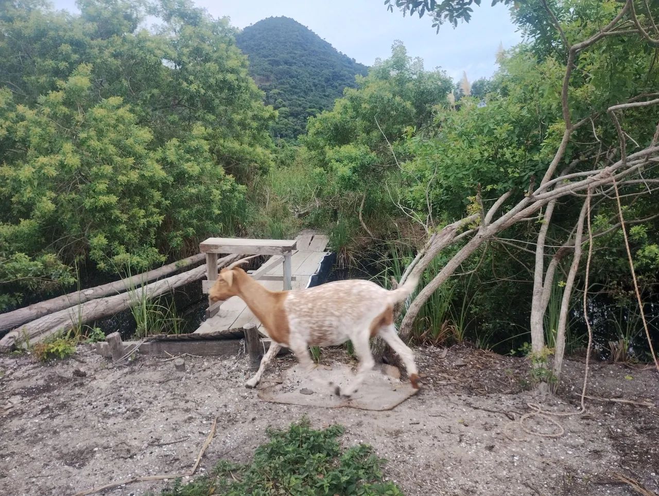 Cabras para venda - Foto 3