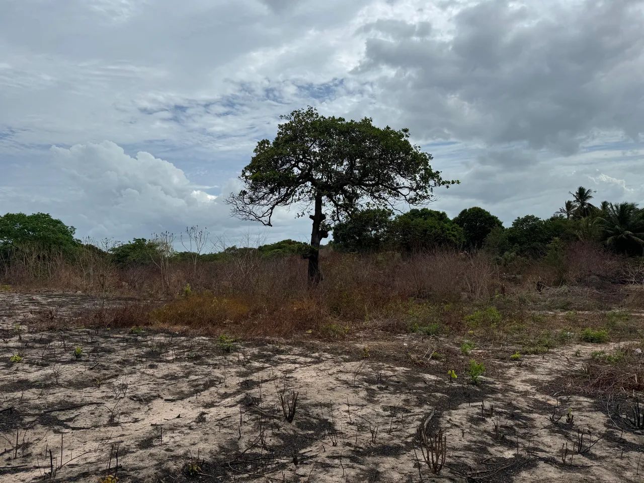 Terreno em Ribamar 40.000 metros  - Foto 10