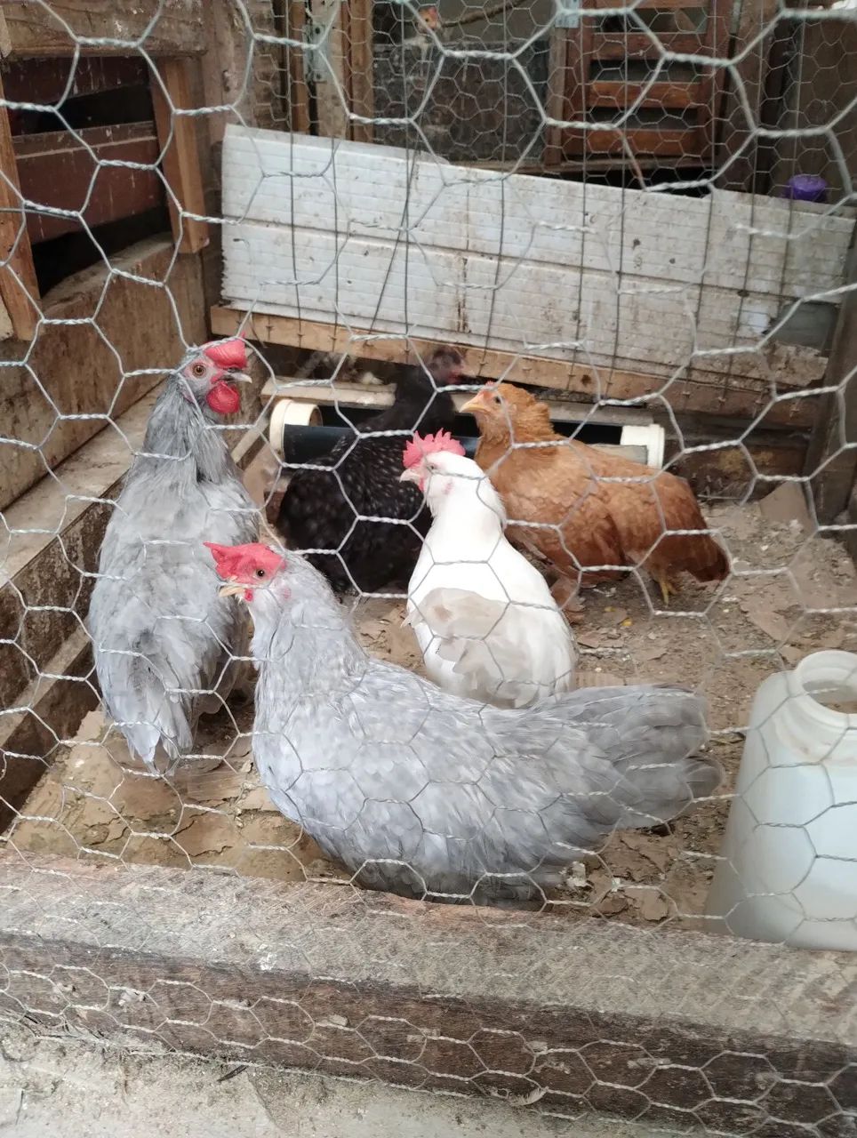 Franguinhos  - Foto 5