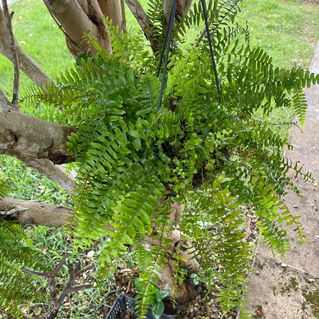 MUDAS DE PLANTAS SAMAMBAIAS, JIBÓIAS E ESPADAS DE SÃO JORGE - Foto 5