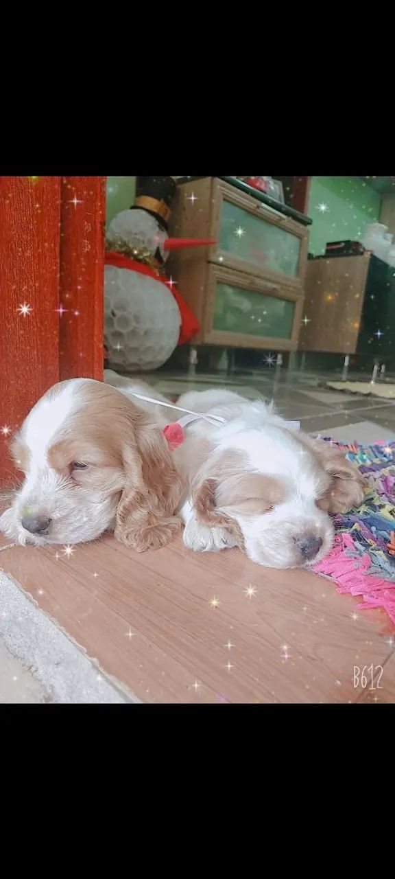 Coker spaniel  - Foto 2