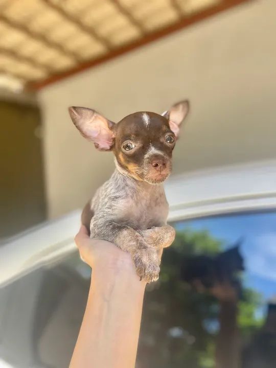 Pinscher Macho chocolate merle Passo cartão até 10x - Foto 3