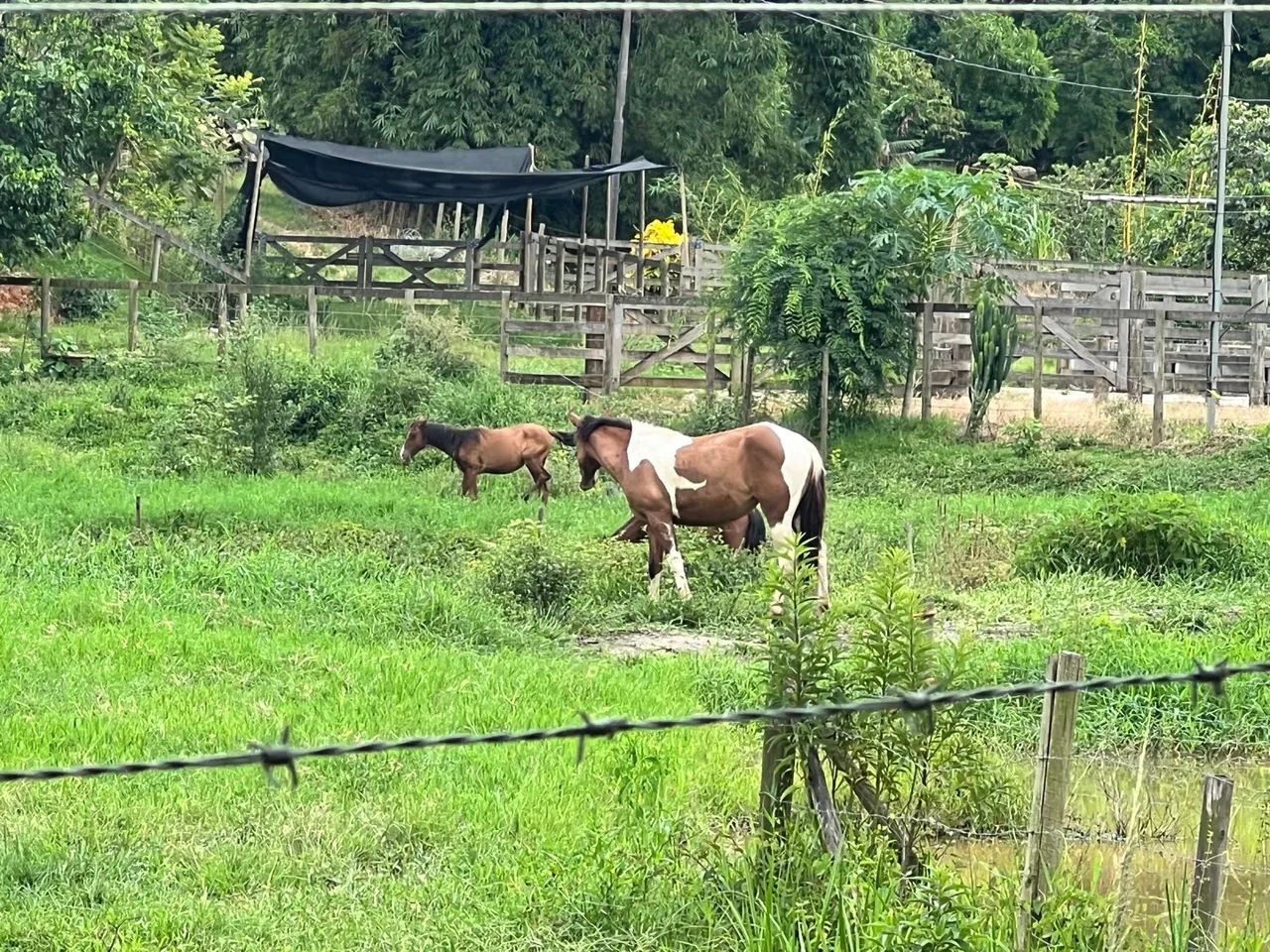 Cavalo + Potra - Foto 4