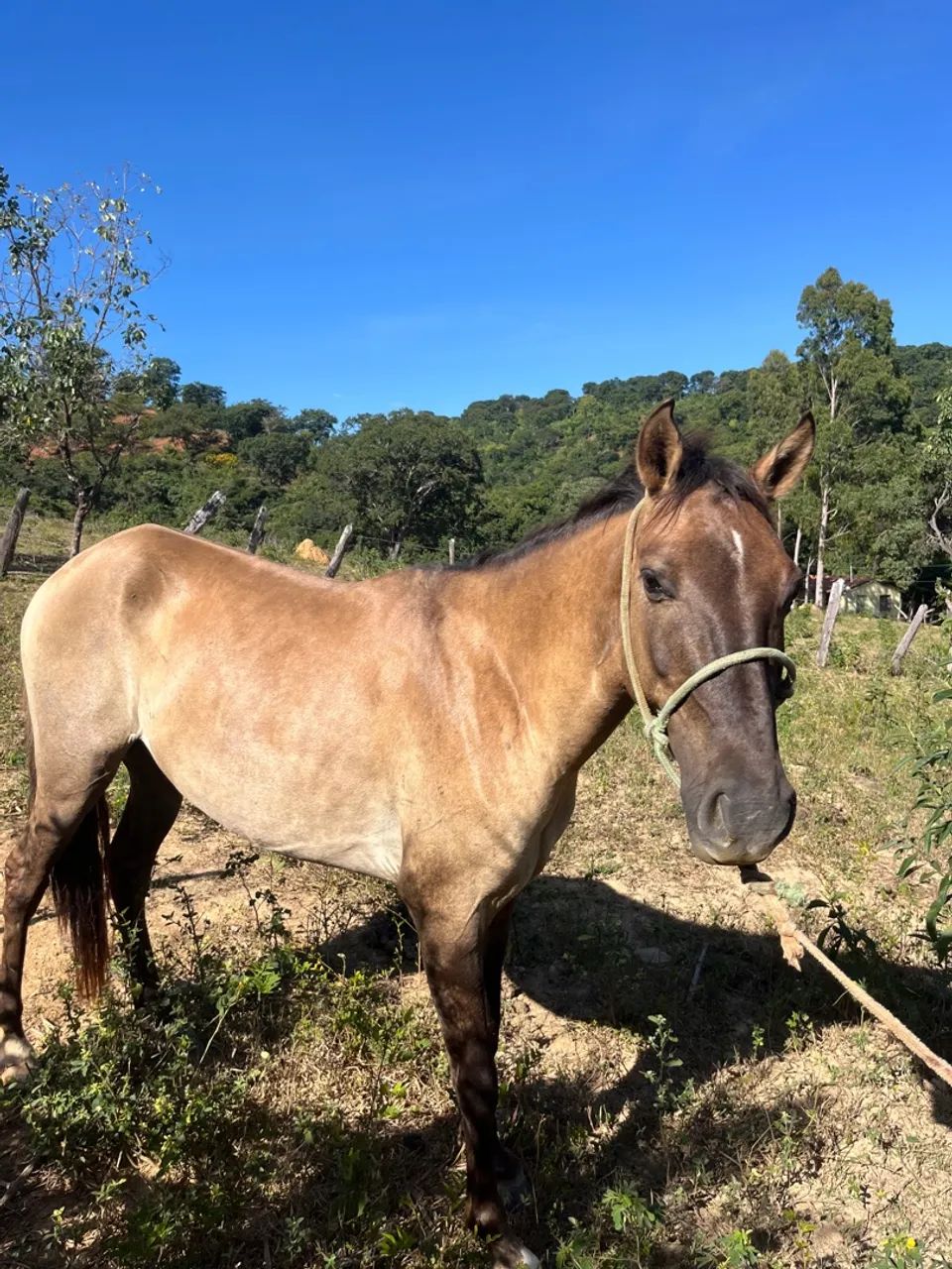 Cavalo marcha picada natural .