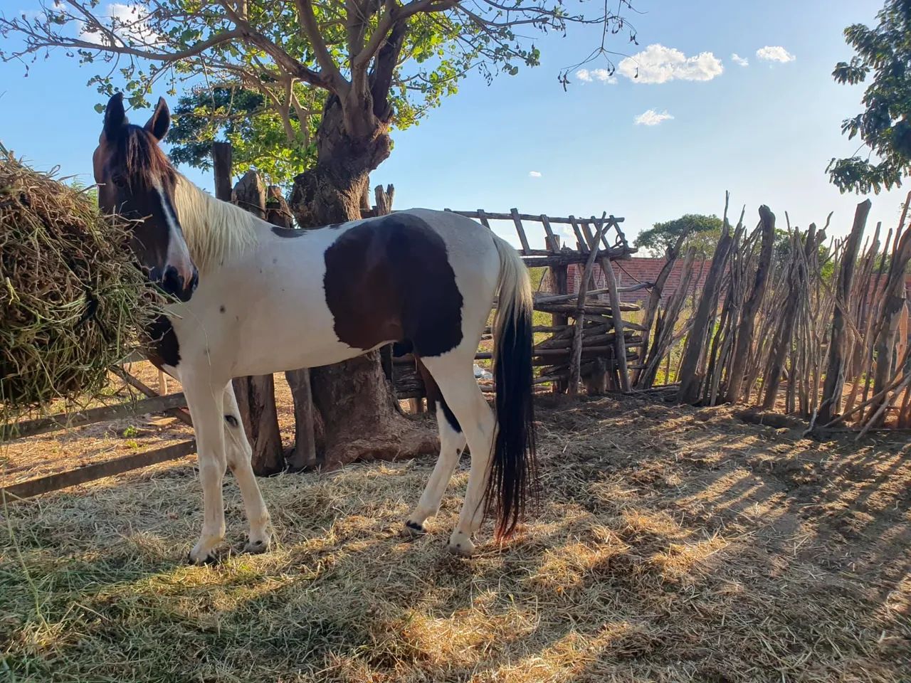 Campolina Homozigoto Registrado  - Foto 3