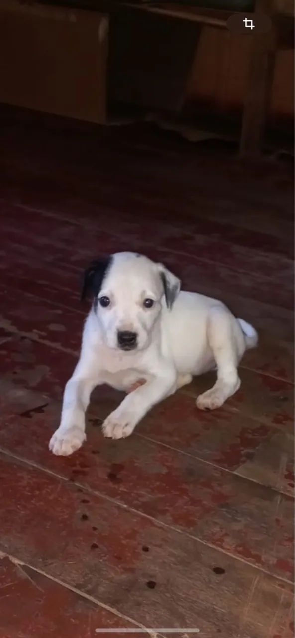 Doação de Cachorros novos 