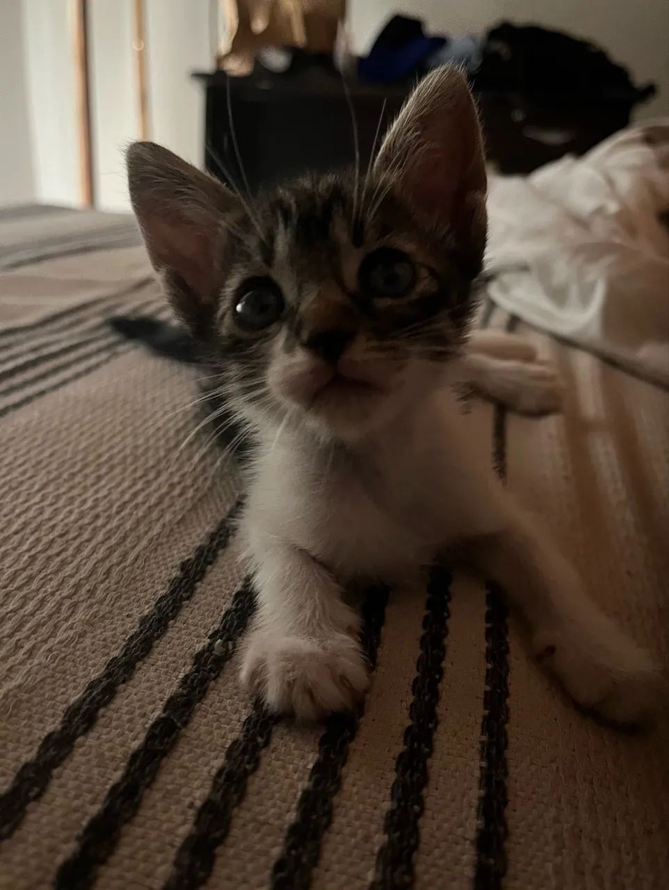 ADOÇÃO DE GATO - Foto 2