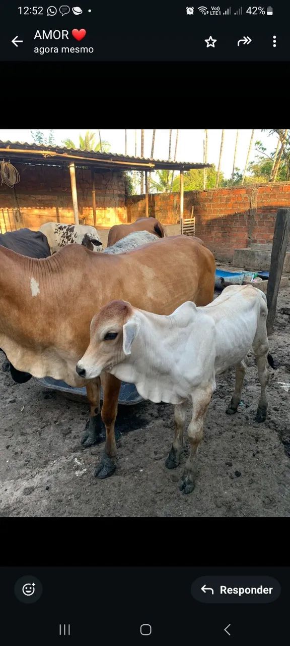 8 Bovinos para Venda 