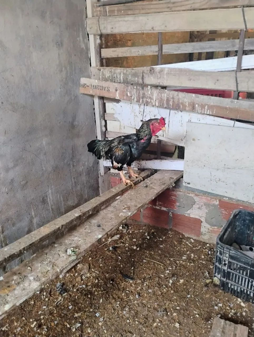 Vende se galo carioca nanico - Foto 4