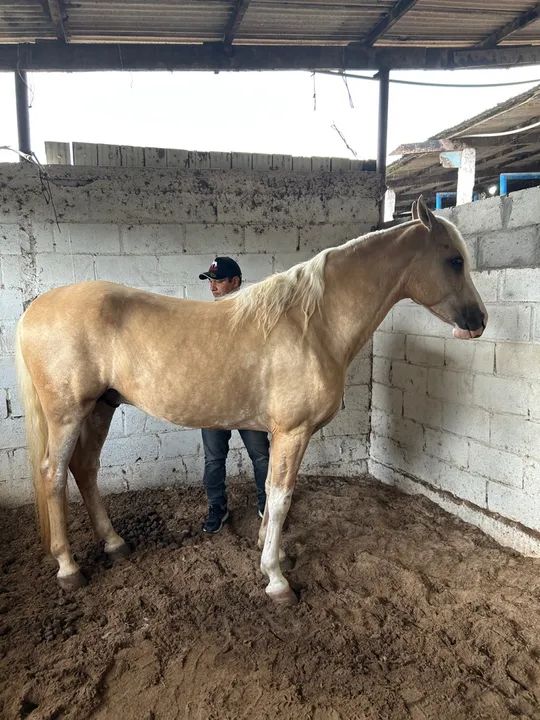 Égua potra  - Foto 2