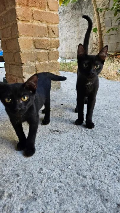 Doação de lindos gatinhos - Foto 3