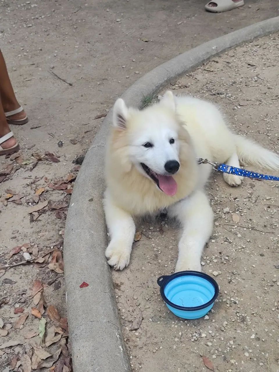 FILHOTE DE SAMOIEDO PROMOÇÃO DA SEMANA - Foto 5