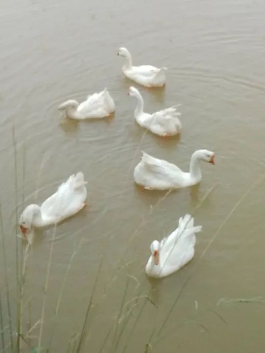 Ganso sinaleiro chinês  - Foto 2