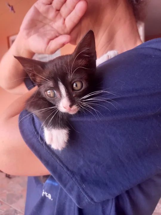 Gato fêmea filhote frajola