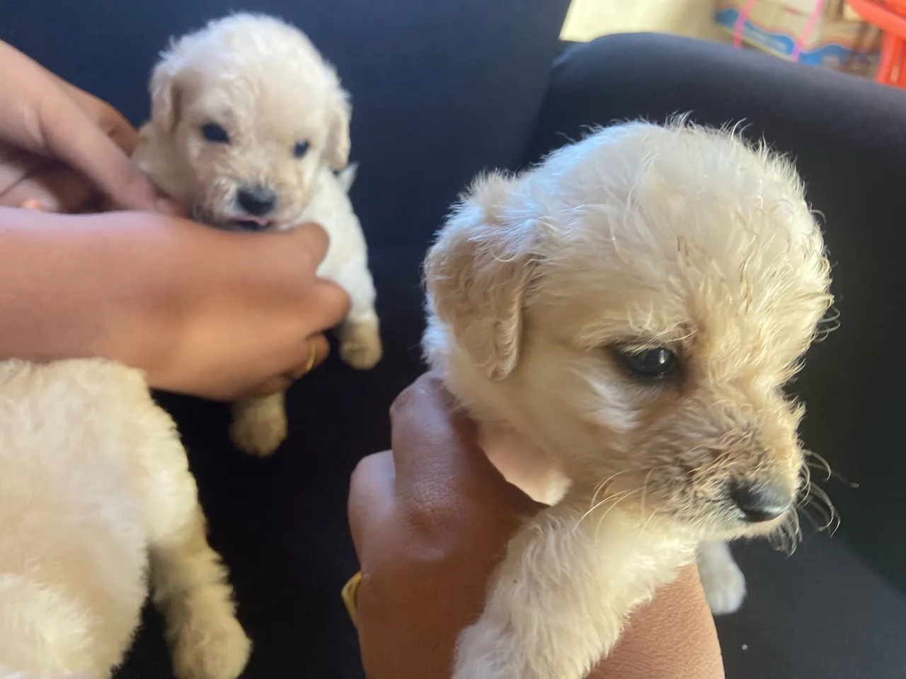 Filhotes de Poodle Miniatura