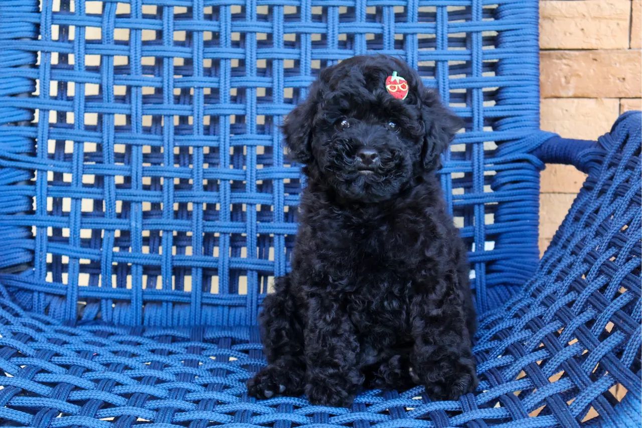 Poodle toy disponível