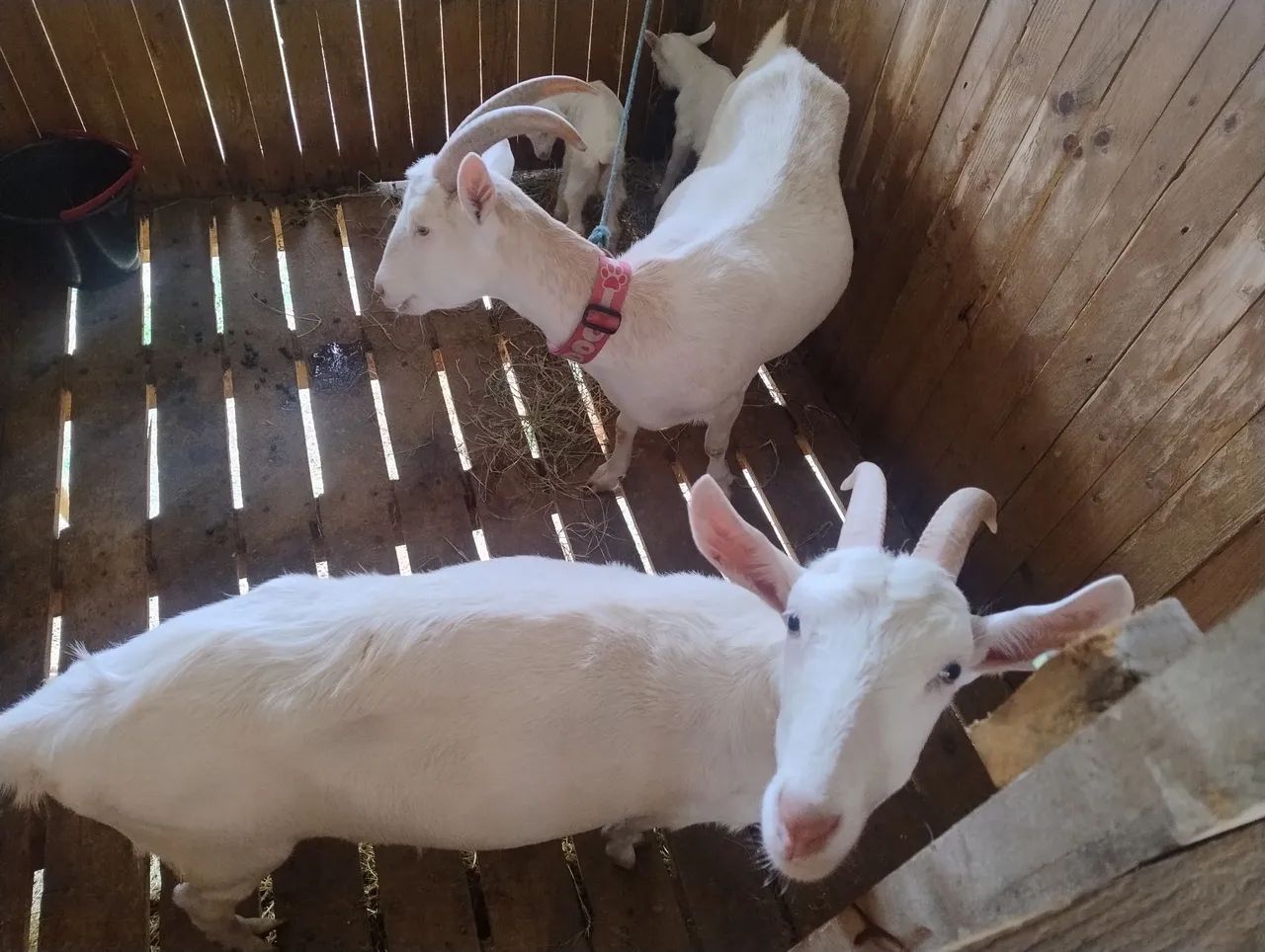 Cabras com filhotes raça saneen  - Foto 2