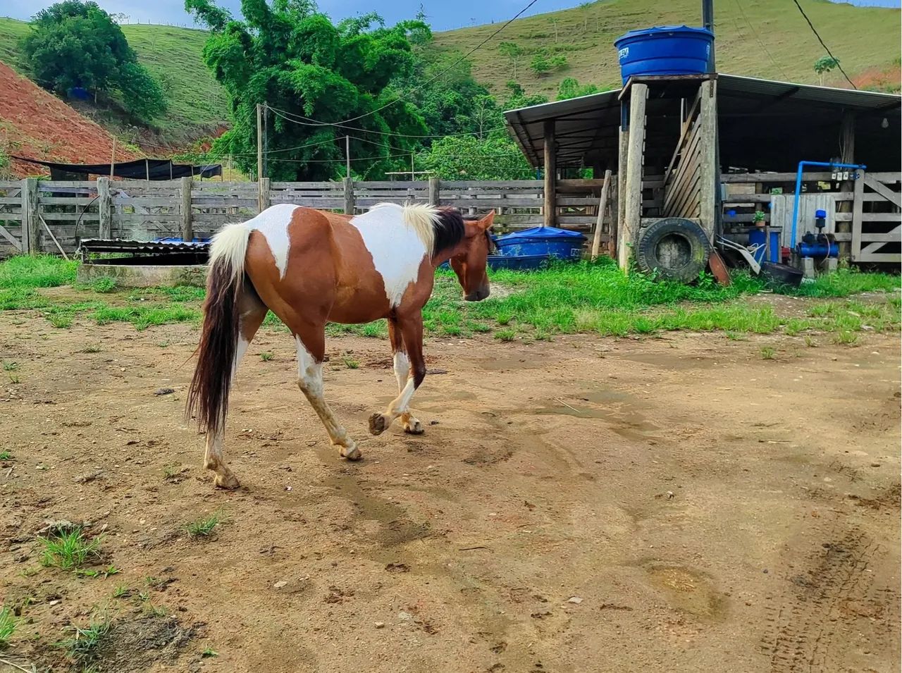 Cavalo + Potra - Foto 2