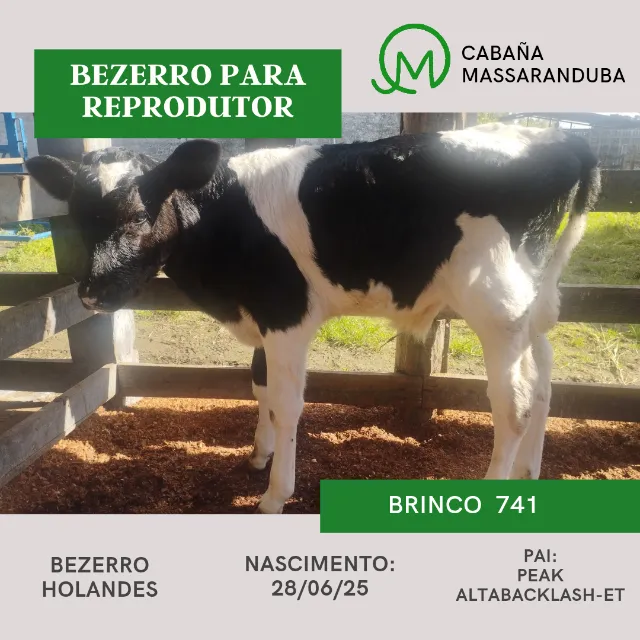 Bezerro para reprodutor