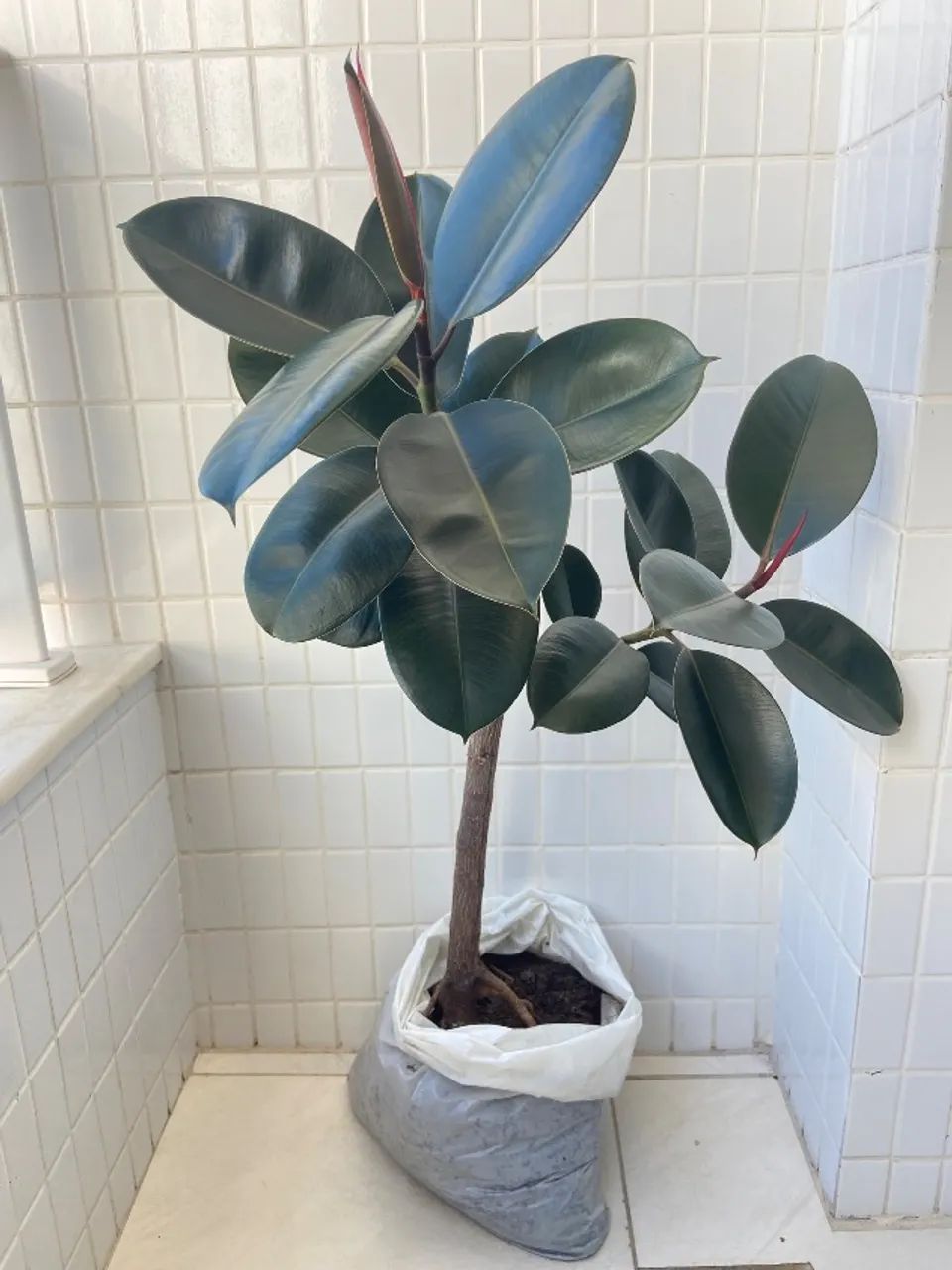 Planta fícus elástica 