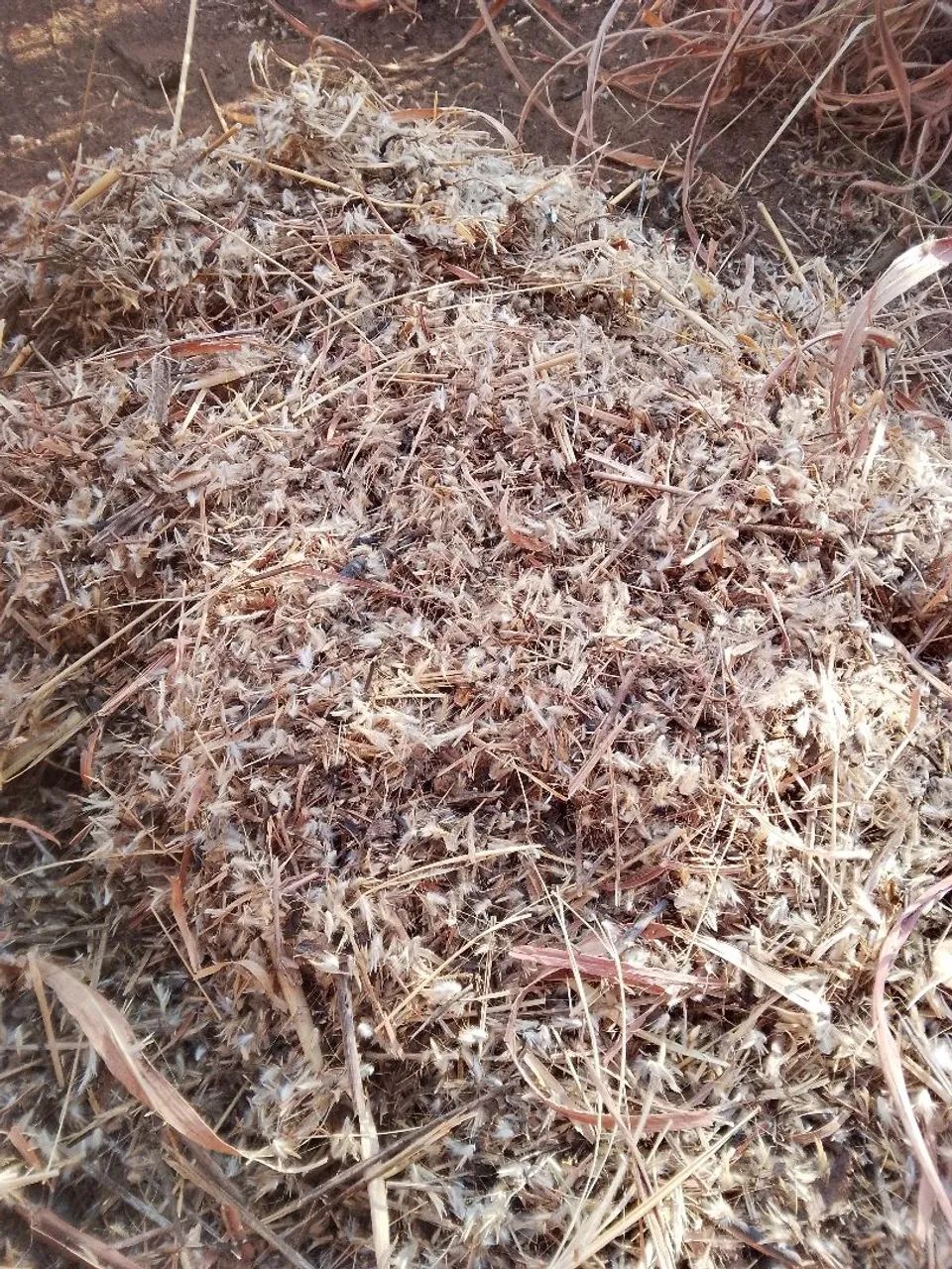 sementes de agropol  - Foto 3