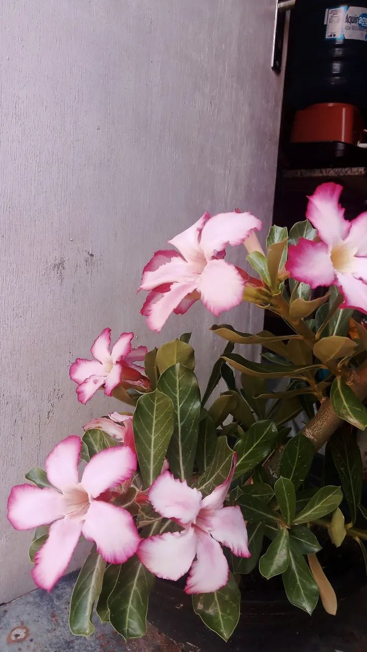 Planta ornamental  - Foto 4