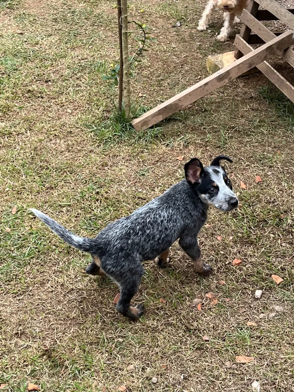 Filhote de Pastor Australiano - Pelagem Azul Merle