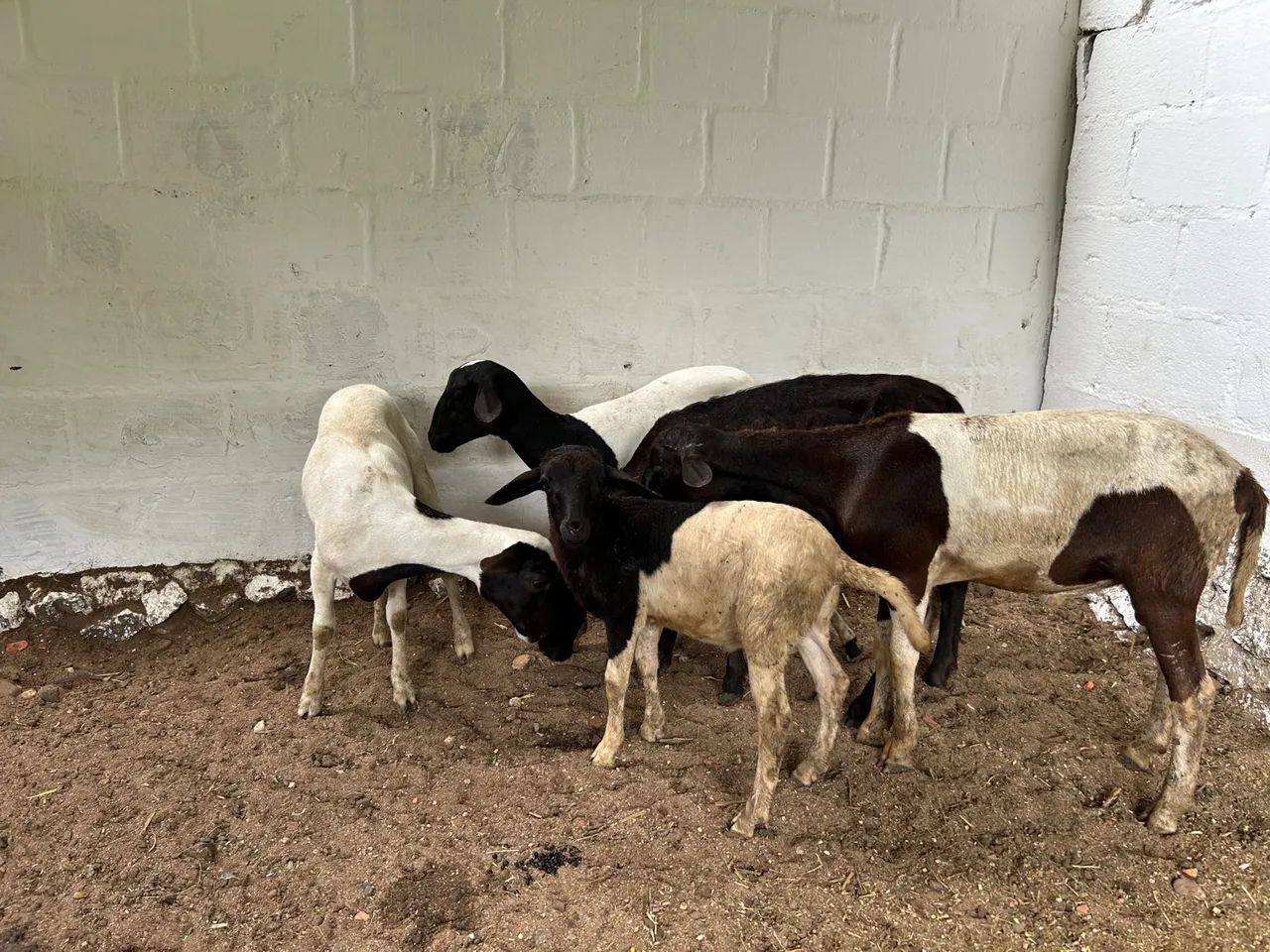 Carneiros e Ovelhas santa Inês  - Foto 6