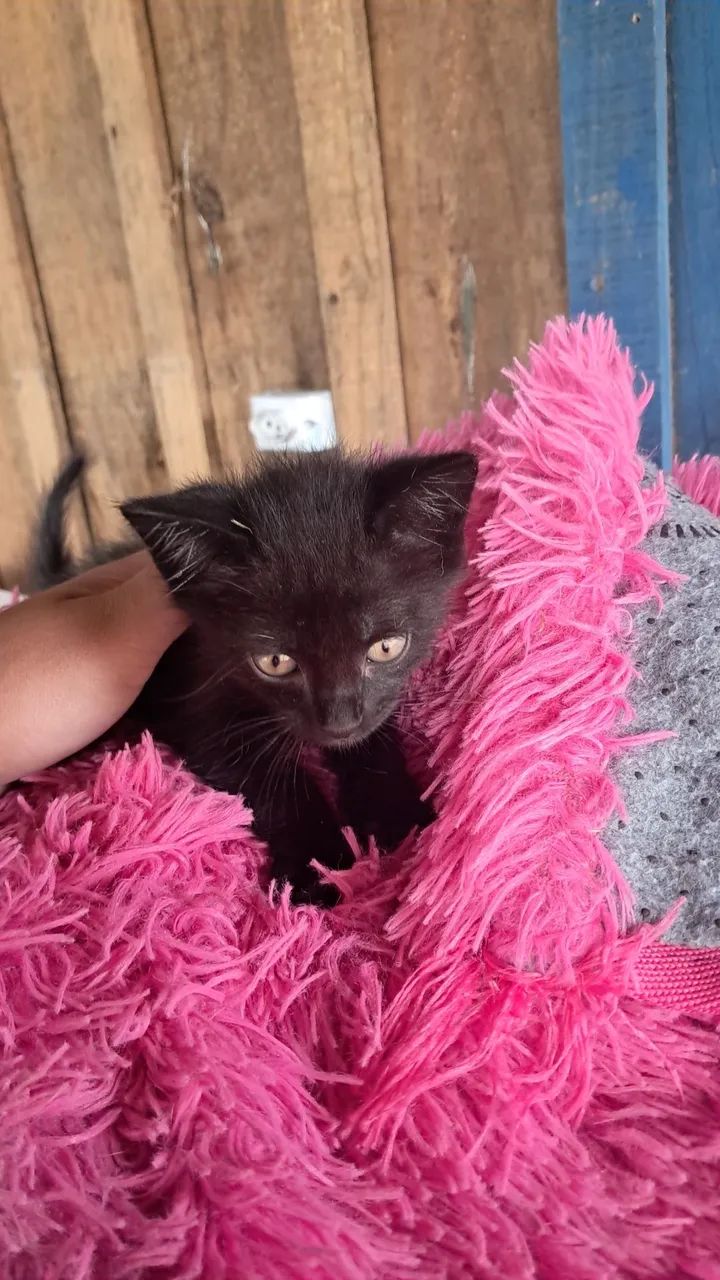 Gatinho macho 