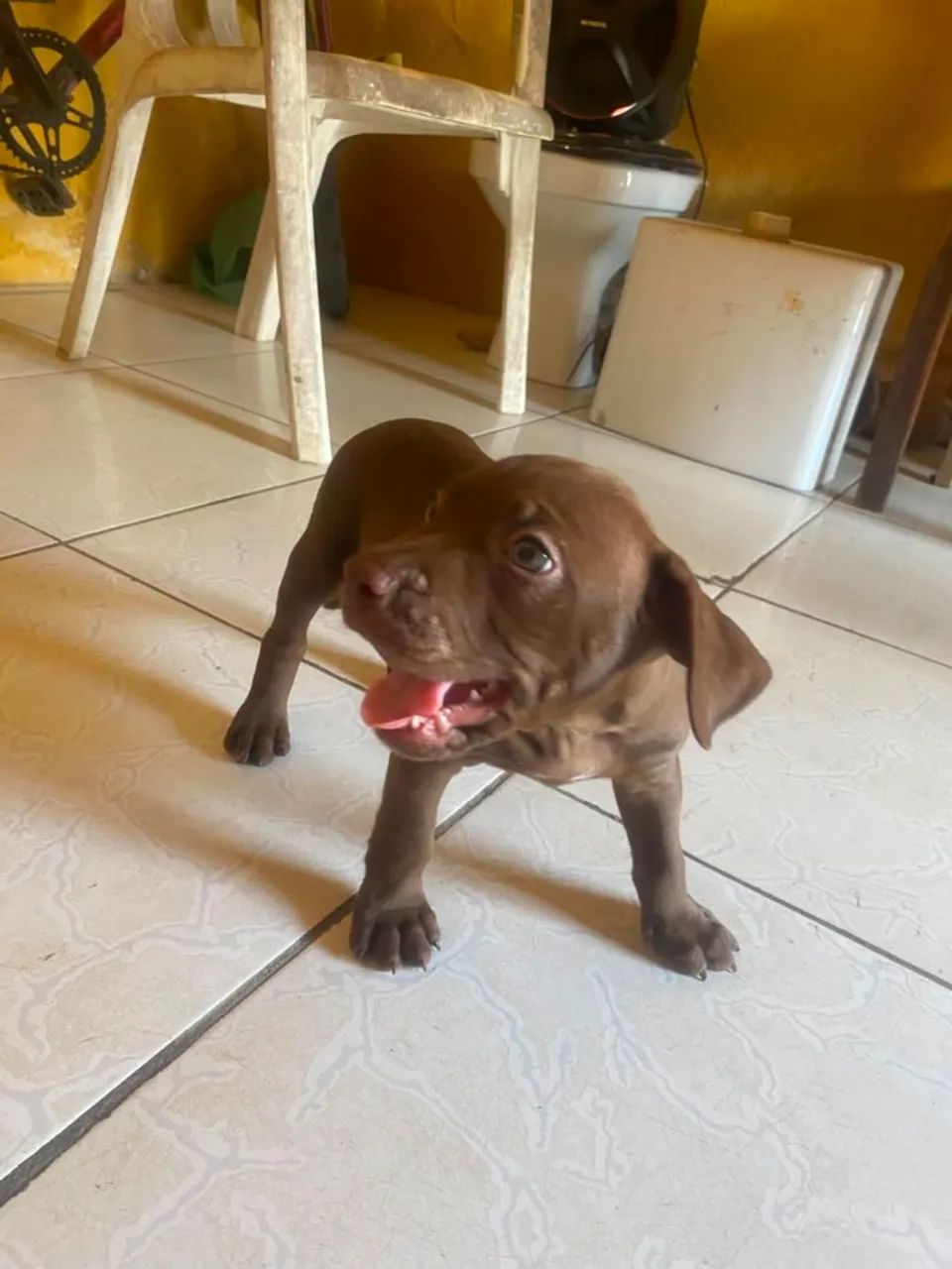 Cachorro Pitbull - Foto 5