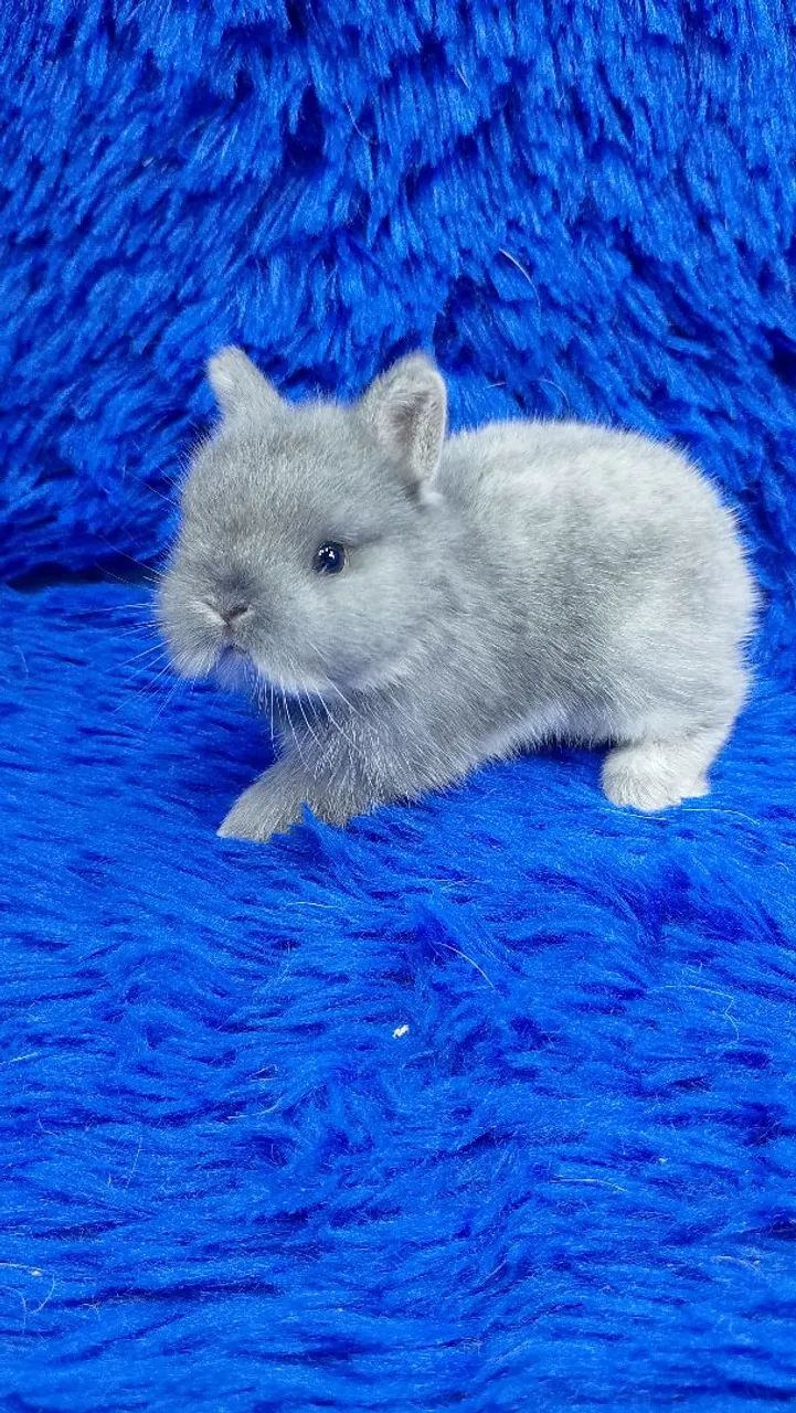 Os menores coelho do mundo de alto padrão  - Foto 2