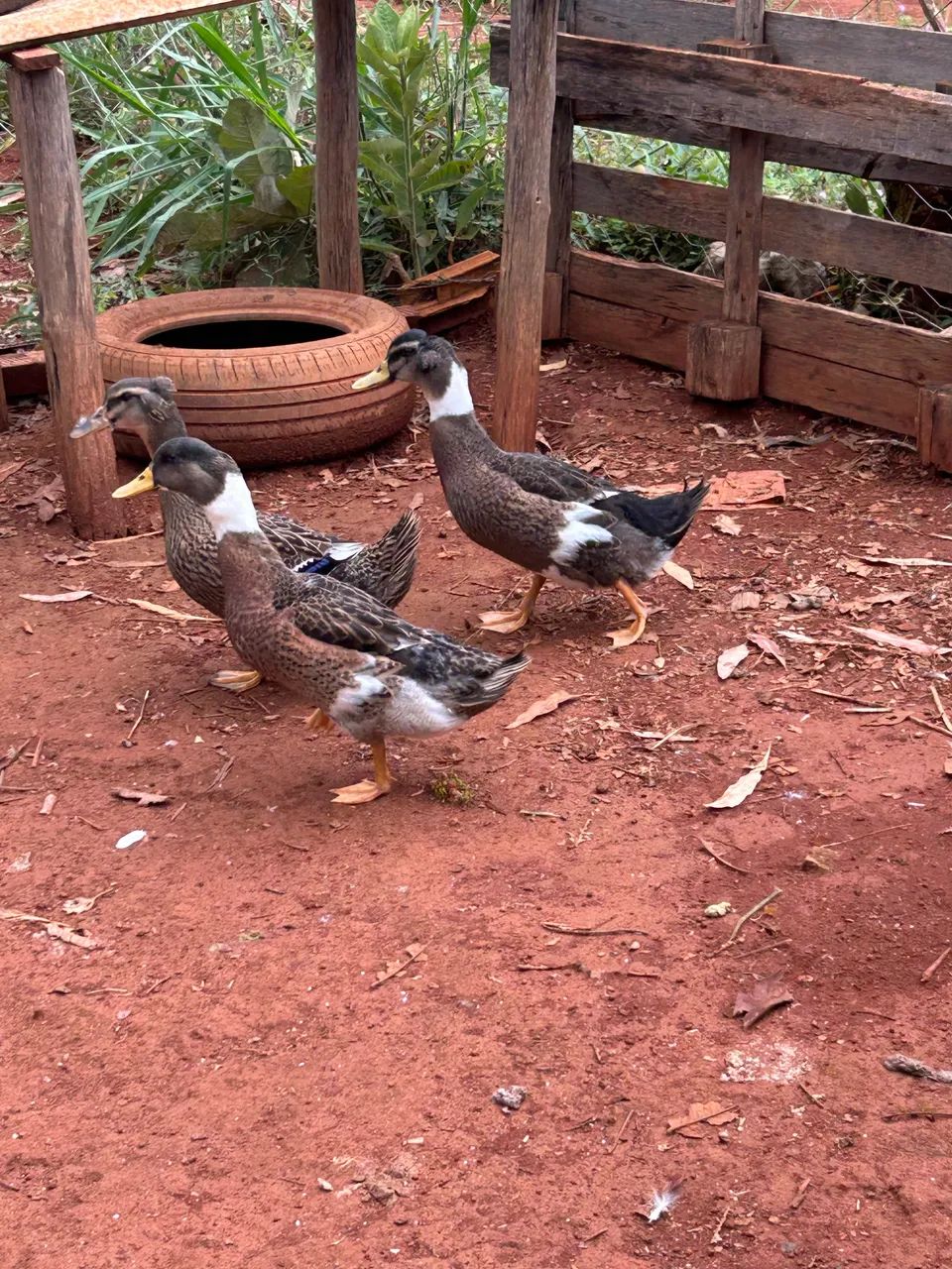 Vendo marrecos  - Foto 6