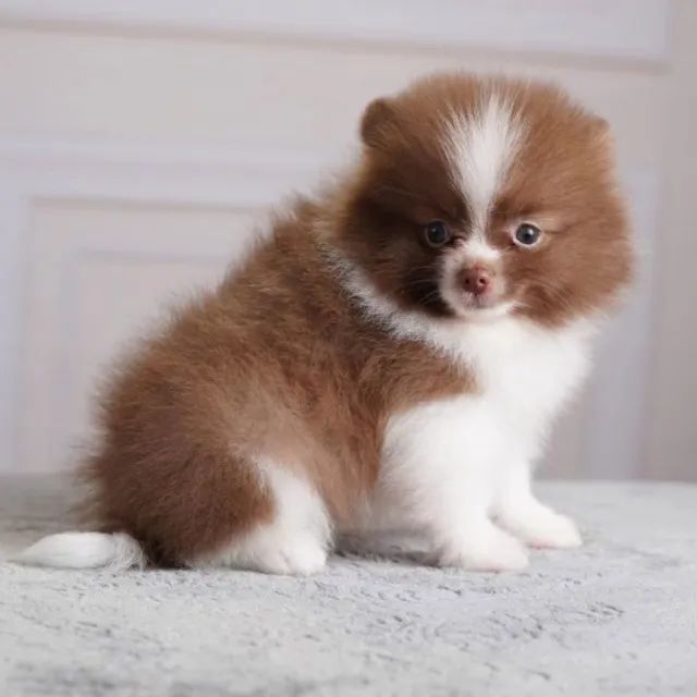Cachorro  - Foto 5