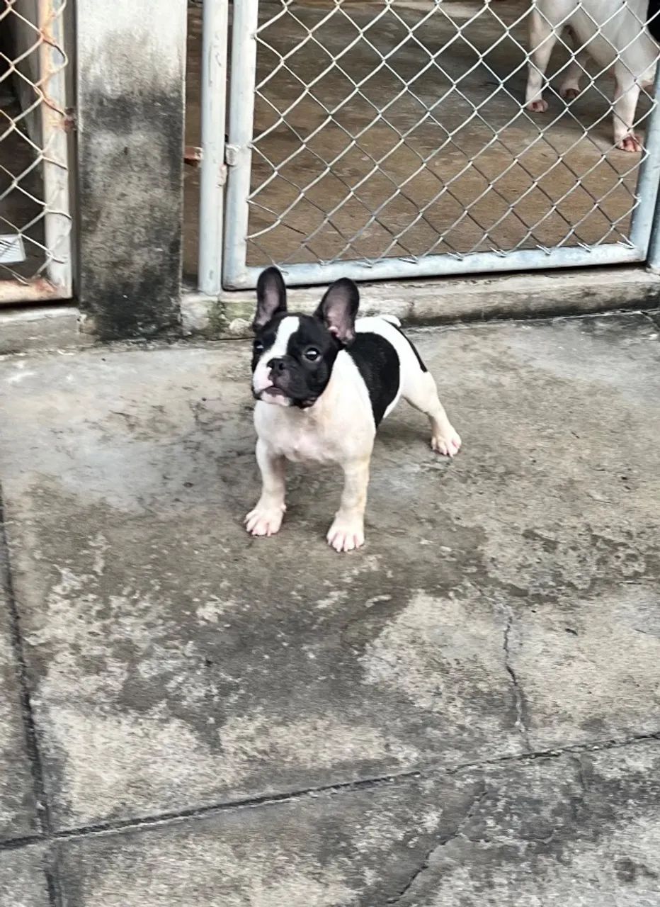 Filhote de buldogue francês  - Foto 4