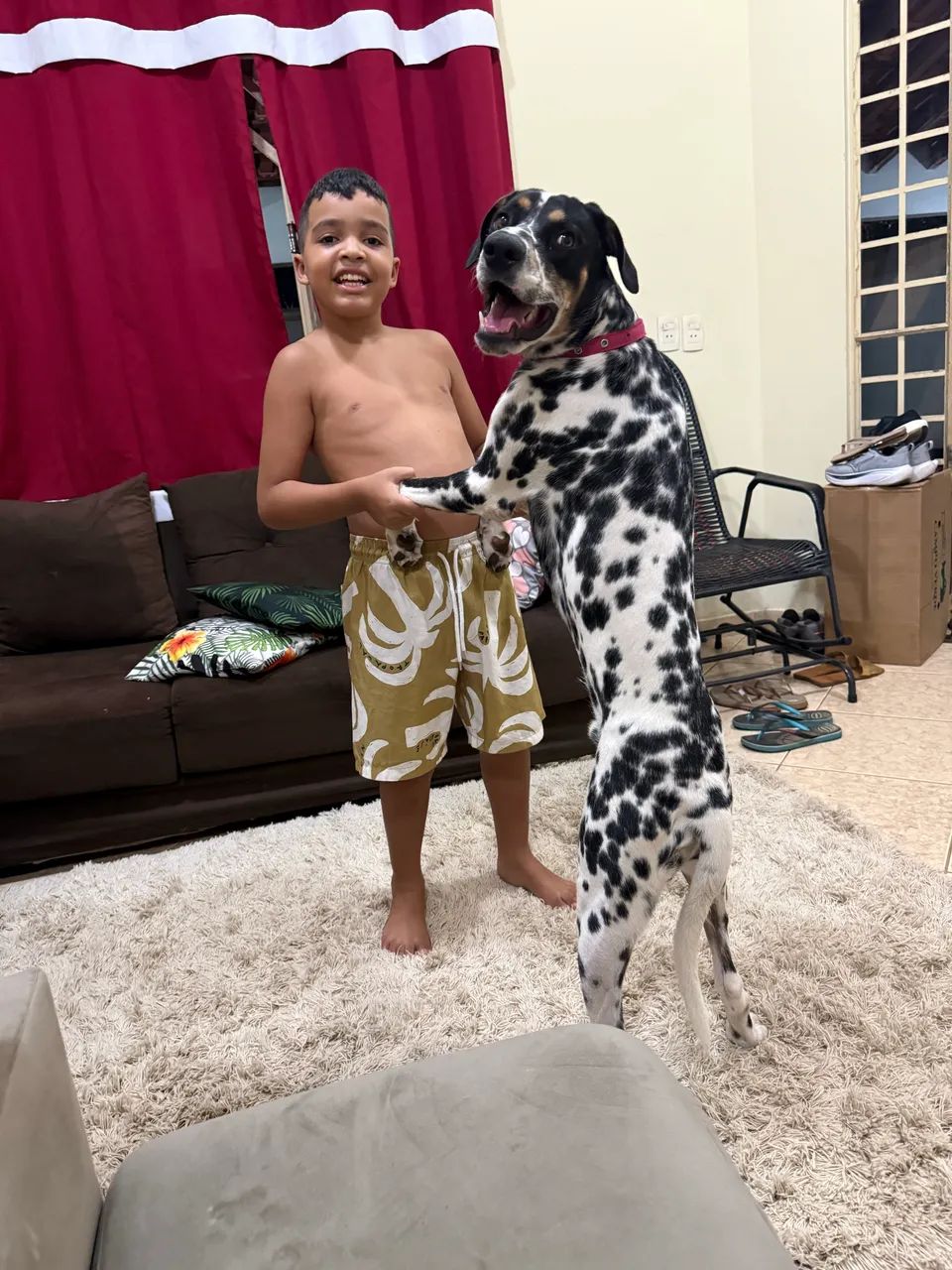 vende-se Dalmata  - Foto 3