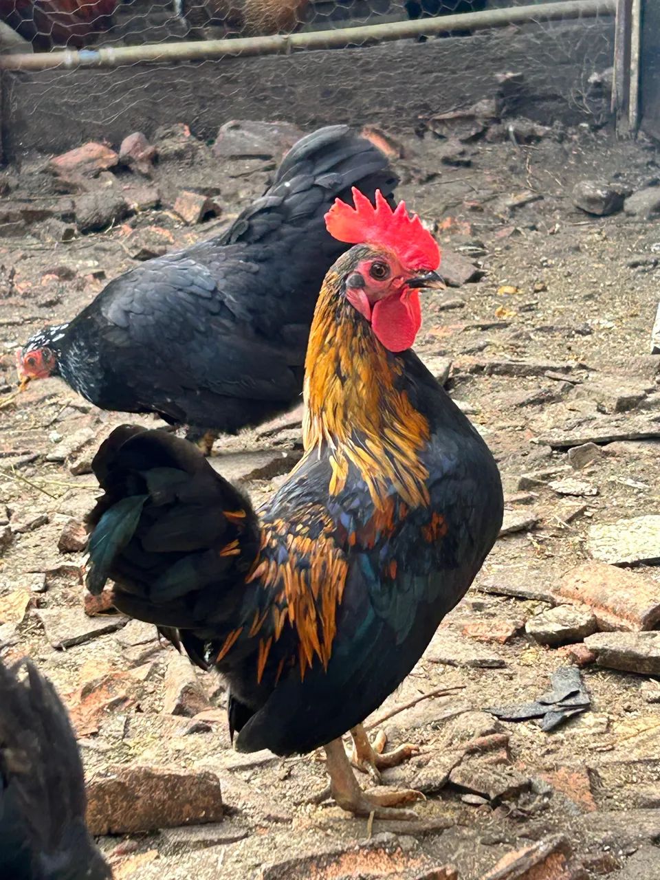 Galos Galizé - Foto 2