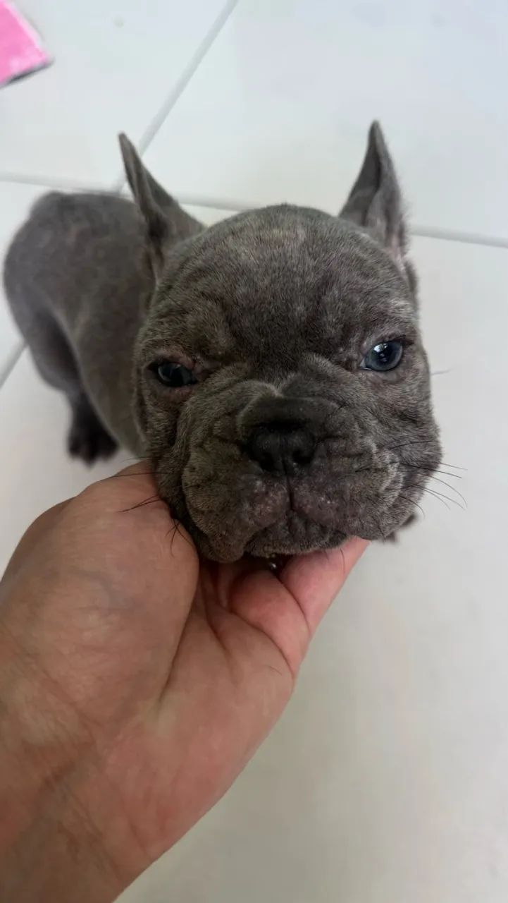 Buldogue francês  - Foto 5