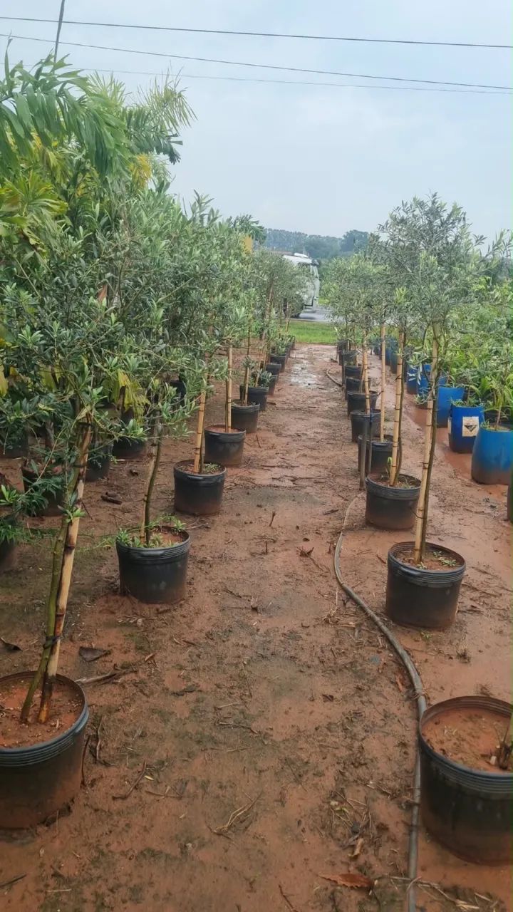 Mudas de Oliveiras - Foto 2