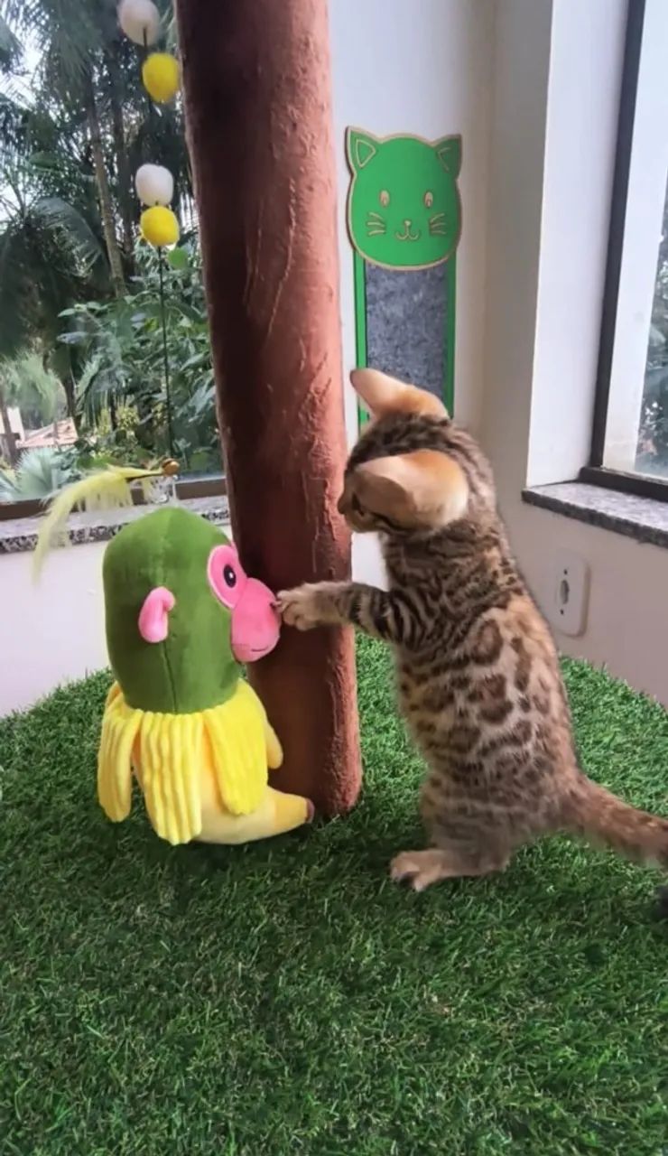 Gato macho da raça Bengal com Pedigree