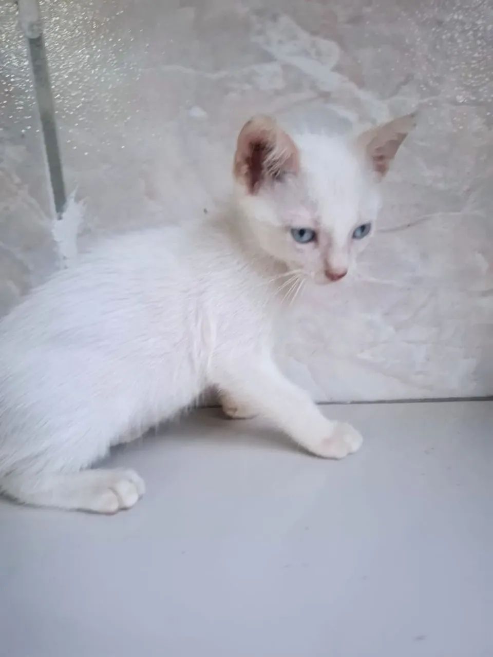 Casal de gatos para adoção  - Foto 5